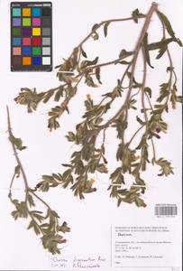 MHA 0 153 635, Onosma dichroanthum Boiss., Eastern Europe, Lower Volga region (E9) (Russia)