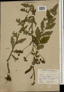 Jacobaea erucifolia subsp. grandidentata (Ledeb.) V. V. Fateryga & Fateryga, Caucasus, Dagestan (K2) (Russia)