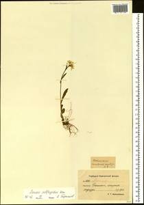 Tephroseris subfrigida (Kom.) Holub, Siberia, Chukotka & Kamchatka (S7) (Russia)