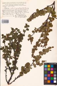Betula nana × alba × callosa, Eastern Europe, Northern region (E1) (Russia)