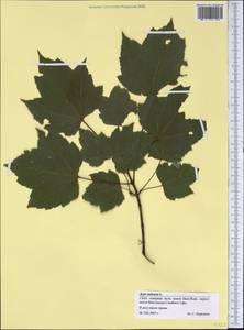 Acer rubrum L., America (AMER) (United States)