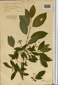 Euonymus europaeus L., Eastern Europe, South Ukrainian region (E12) (Ukraine)