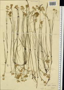 Eremogone longifolia (M. Bieb.) Fenzl, Middle Asia, Northern & Central Kazakhstan (M10) (Kazakhstan)