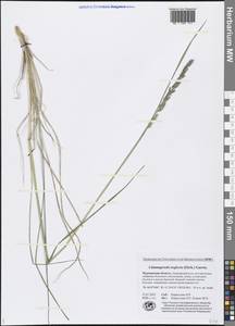 Achnatherum calamagrostis (L.) P.Beauv., Eastern Europe, Northern region (E1) (Russia)