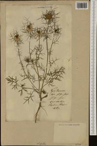 Nigella damascena L., Botanic gardens and arboreta (GARD) (Lithuania)