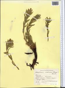 Arnebia euchroma subsp. euchroma, Middle Asia, Pamir & Pamiro-Alai (M2) (Tajikistan)