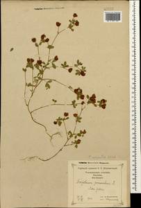 Trifolium campestre Schreb., Caucasus, Georgia (K4) (Georgia)