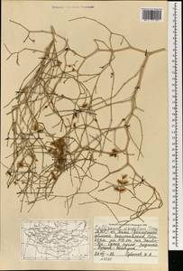 Calligonum mongolicum Turcz., Mongolia (MONG) (Mongolia)