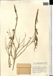 Brassica elongata subsp. integrifolia (Boiss.) Breistr., Eastern Europe, Lower Volga region (E9) (Russia)