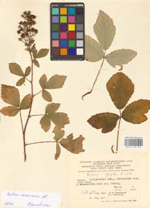 Rubus canescens DC., Eastern Europe, West Ukrainian region (E13) (Ukraine)