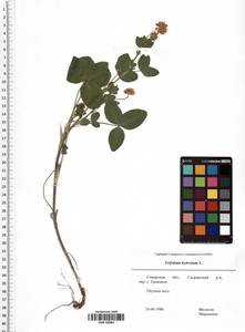 Trifolium hybridum L., Eastern Europe, Middle Volga region (E8) (Russia)