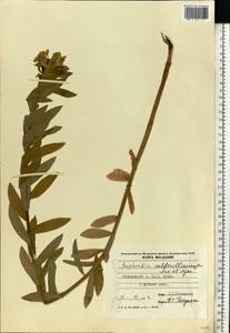 Euphorbia illirica Lam., Eastern Europe, Moldova (E13a) (Moldova)