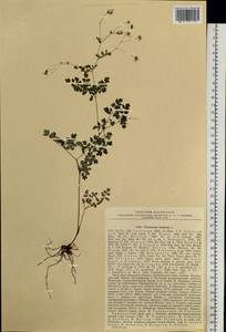 Thalictrum foetidum L., Siberia, Russian Far East (S6) (Russia)