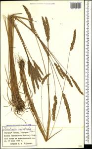 Koeleria pyramidata (Lam.) P.Beauv., Caucasus, Stavropol Krai, Karachay-Cherkessia & Kabardino-Balkaria (K1b) (Russia)