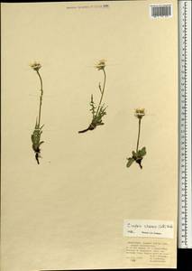 Crepis crocea (Lam.) Babc., Mongolia (MONG) (Mongolia)
