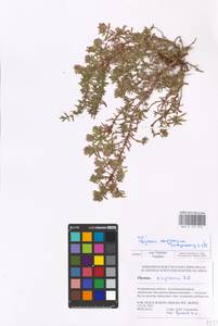 MHA 0 157 016, Thymus kirgisorum Dubj., Eastern Europe, Lower Volga region (E9) (Russia)