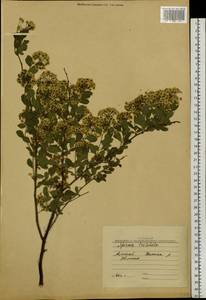 Spiraea trilobata L., Siberia, Altai & Sayany Mountains (S2) (Russia)