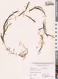 Potamogeton gramineus L., Siberia, Russian Far East (S6) (Russia)
