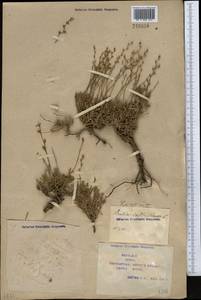 Limonium suffruticosum (L.) Kuntze, Middle Asia, Syr-Darian deserts & Kyzylkum (M7) (Kazakhstan)