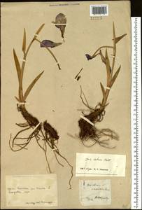 Iris setosa Pall. ex Link, Siberia, Chukotka & Kamchatka (S7) (Russia)