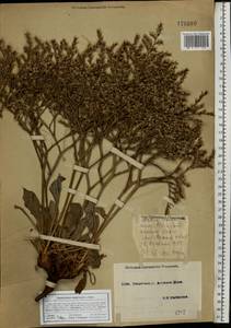 Goniolimon tataricum (L.) Boiss., Eastern Europe, South Ukrainian region (E12) (Ukraine)