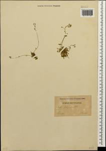 Draba siliquosa M. Bieb., Caucasus (no precise locality) (K0)