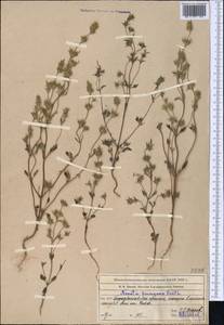 Nepeta pungens (Bunge) Benth., Middle Asia, Syr-Darian deserts & Kyzylkum (M7) (Kazakhstan)