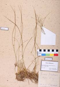 Juncus filiformis L., Siberia, Altai & Sayany Mountains (S2) (Russia)