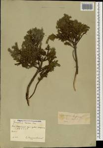 Juniperus communis var. communis, Caucasus, South Ossetia (K4b) (South Ossetia)