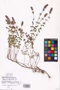 MHA 0 157 439, Thymus pulegioides L., Eastern Europe, Western region (E3) (Russia)