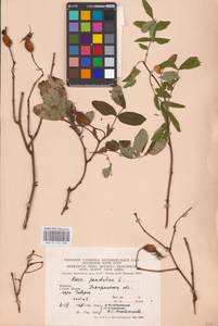 Rosa pendulina L., Eastern Europe, West Ukrainian region (E13) (Ukraine)
