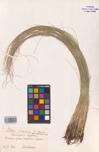 Stipa ucrainica P.A.Smirn., Eastern Europe, Lower Volga region (E9) (Russia)