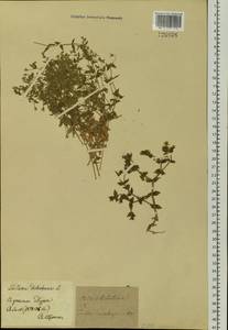 Mesostemma dichotomum (L.) Arabi, Rabeler & Zarre, Siberia, Baikal & Transbaikal region (S4) (Russia)