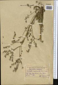 Lindelofia anchusoides subsp. anchusoides, Middle Asia, Western Tian Shan & Karatau (M3) (Kazakhstan)