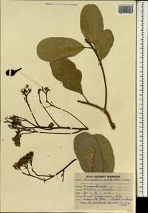 Anacardium occidentale L., South Asia, South Asia (Asia outside ex-Soviet states and Mongolia) (ASIA) (India)
