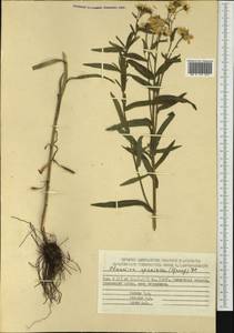 Achillea ptarmica subsp. ptarmica, Siberia, Chukotka & Kamchatka (S7) (Russia)