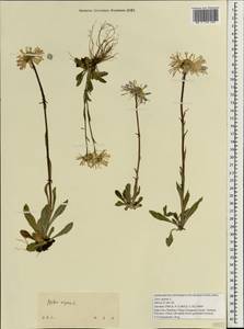 Aster alpinus L., South Asia, South Asia (Asia outside ex-Soviet states and Mongolia) (ASIA) (China)