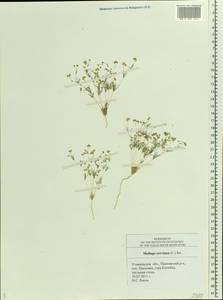 Hypertelis cerviana (L.) Thulin, Eastern Europe, Middle Volga region (E8) (Russia)