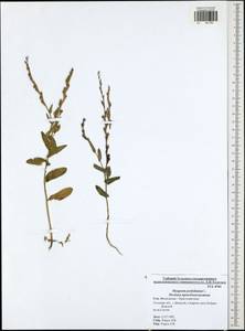 Myagrum perfoliatum L., Eastern Europe, Central region (E4) (Russia)