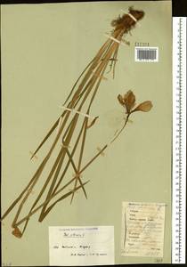 Iris sibirica L., Siberia, Western Siberia (S1) (Russia)