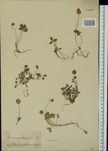 Trifolium fragiferum L., Eastern Europe, South Ukrainian region (E12) (Ukraine)