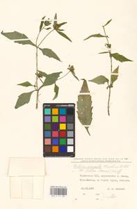 Bidens connata Muhl. ex Willd., Eastern Europe, North Ukrainian region (E11) (Ukraine)