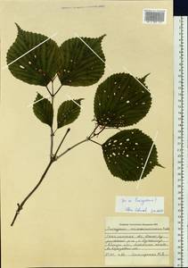 Hydrangeaceae, Siberia, Russian Far East (S6) (Russia)