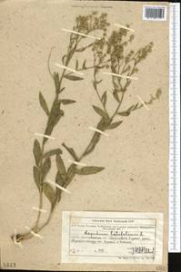 Lepidium latifolium L., Middle Asia, Muyunkumy, Balkhash & Betpak-Dala (M9) (Kazakhstan)