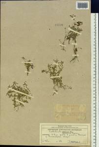 Callitriche palustris L., Siberia, Chukotka & Kamchatka (S7) (Russia)