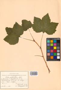 Ribes procumbens Pall., Siberia, Russian Far East (S6) (Russia)