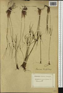 Oreojuncus trifidus (L.) Záv. Drábk. & Kirschner, Western Europe (EUR) (Switzerland)