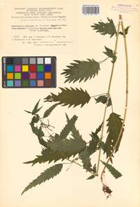 Urtica dioica var. holosericea Fr., Siberia, Chukotka & Kamchatka (S7) (Russia)