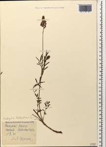 Onobrychis biebersteinii Širj., Caucasus, Azerbaijan (K6) (Azerbaijan)
