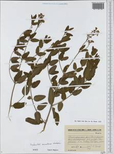Poacynum sarmatiense (Woodson) Mavrodiev, Laktionov & Yu. E. Alexeev, Eastern Europe, Lower Volga region (E9) (Russia)